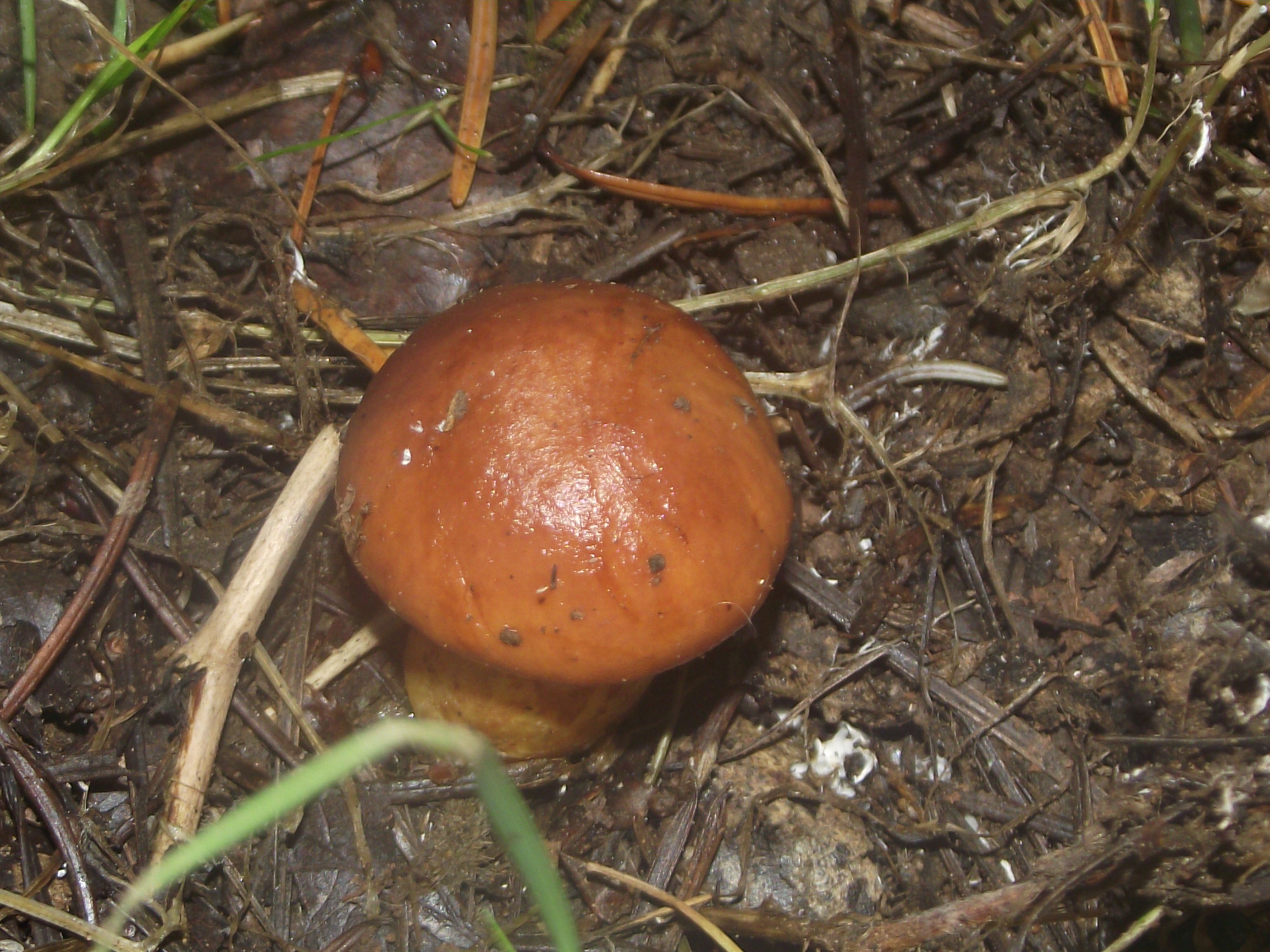 Goldgelber Lärchen-Röhrling